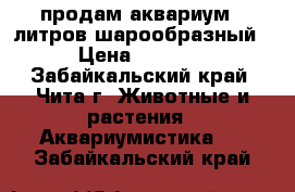 продам аквариум 12литров шарообразный › Цена ­ 1 000 - Забайкальский край, Чита г. Животные и растения » Аквариумистика   . Забайкальский край